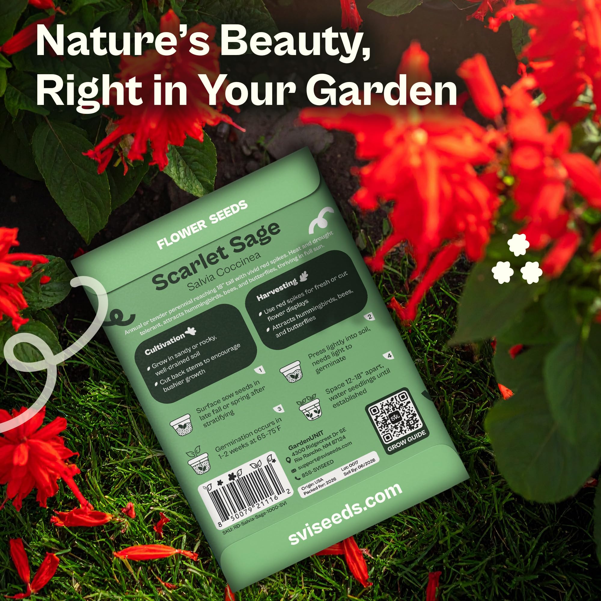 SVI scarlet sage bloom showcases vibrant scarlet flowers attracting pollinators