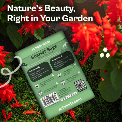 SVI scarlet sage bloom showcases vibrant scarlet flowers attracting pollinators