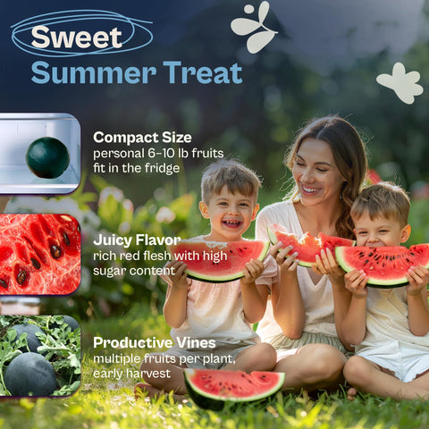 SVI Sugar Baby harvest window at 75–80 days for fresh mini watermelons.
