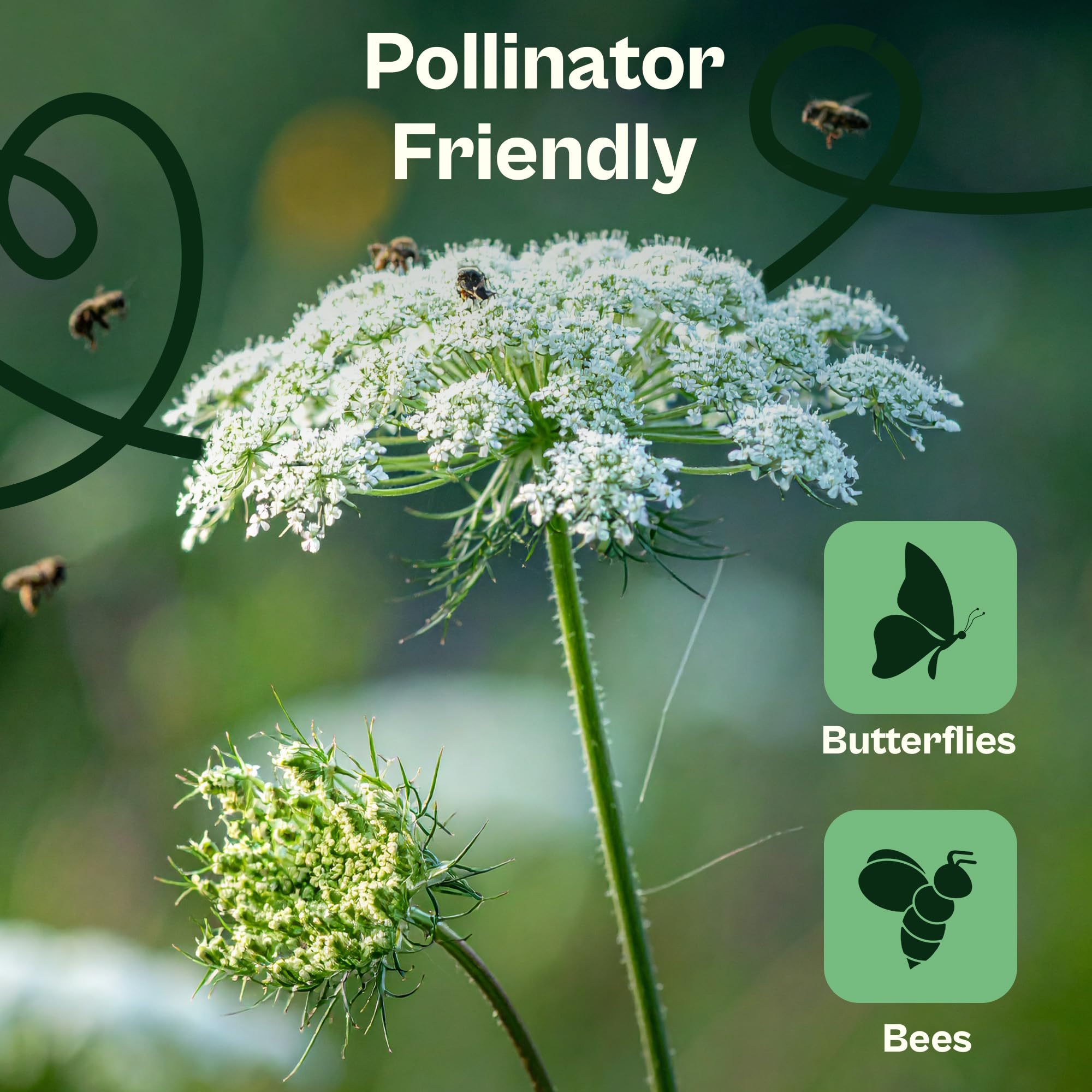 SVI Wildflower seeds for outdoor planting attract pollinators.