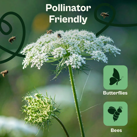 SVI Wildflower seeds for outdoor planting attract pollinators.