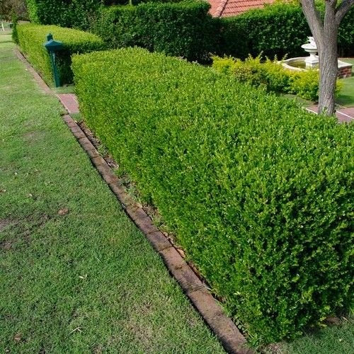SVI Wintergreen Japanese Boxwood seeds in a compact seed pack, ideal for hedging and landscape borders.