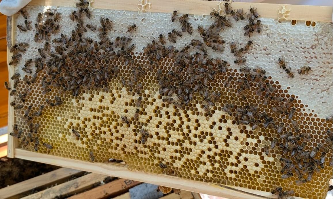 Swampland Bees close-up of stainless steel wire on a frame
