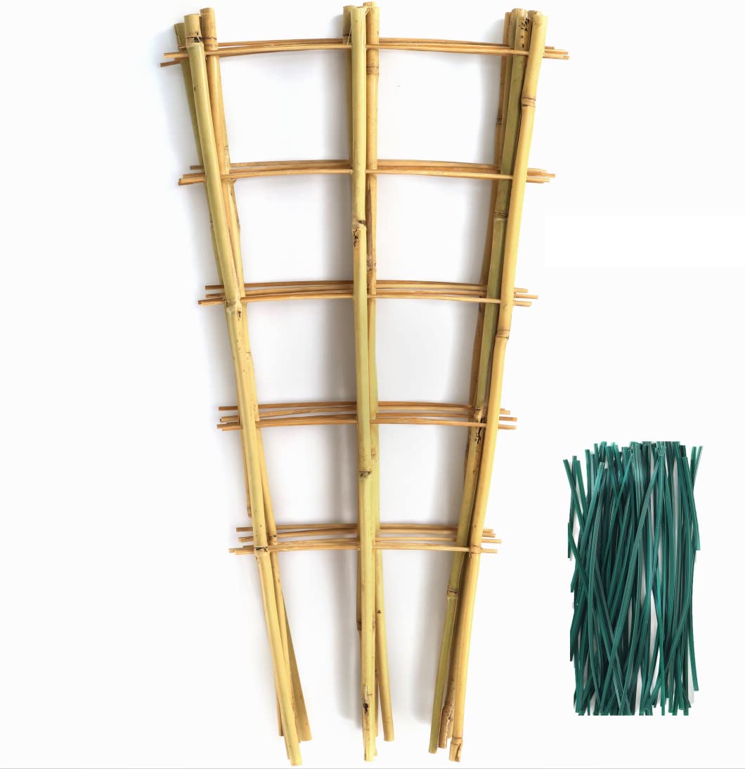SWANGSA bamboo trellis 24 inch fan-shaped supports climbing plants for vertical growth.