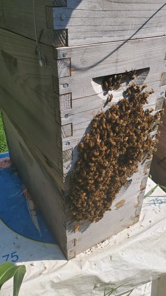 Swarm Science Swarm Lure being sprayed near the trap entrance