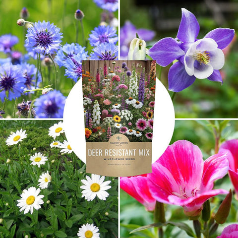Sweet Yards 22-flower variety close-up showcases diverse pollinator-friendly options.