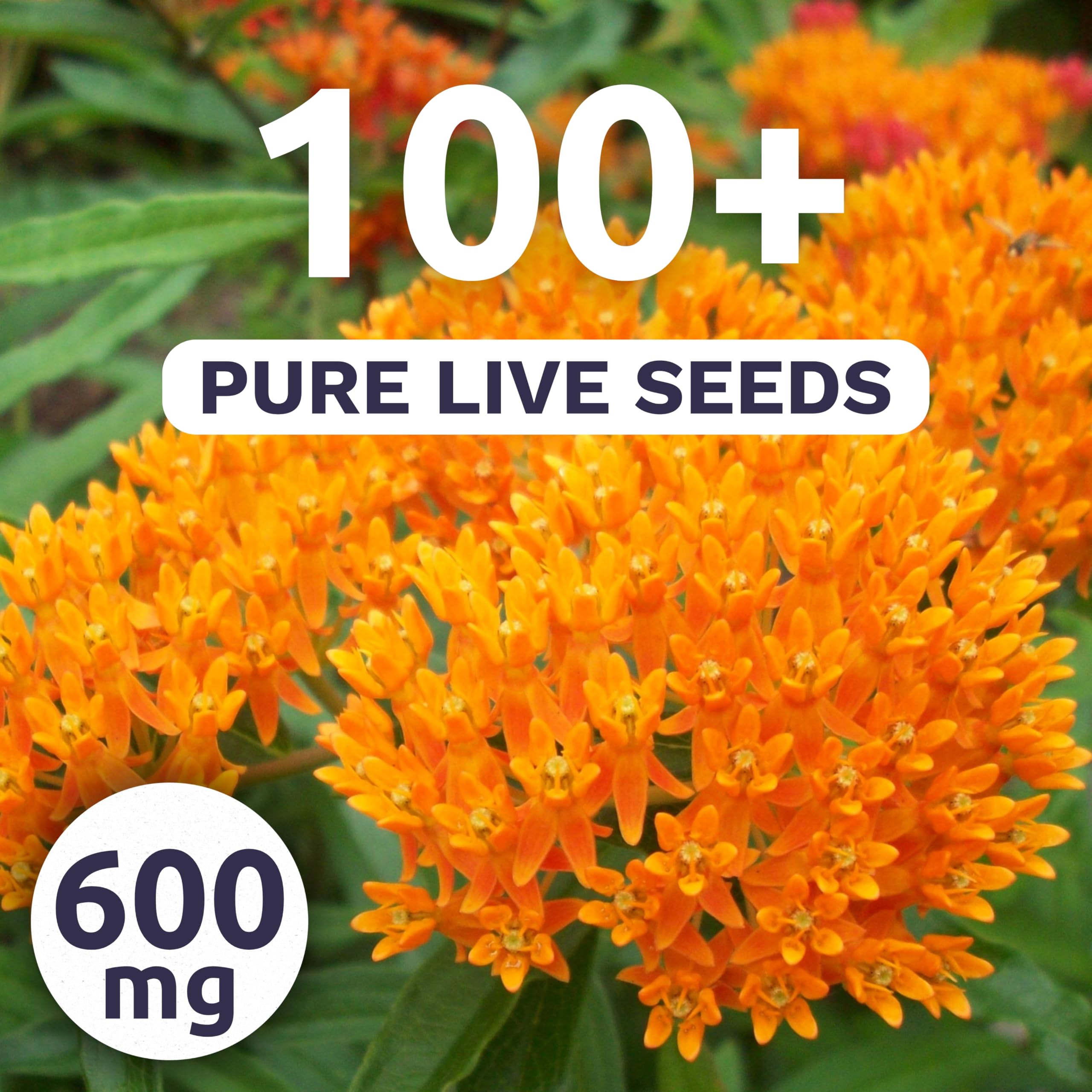 Sweet Yards 600mg envelope of seeds ready for quick sowing and garden transformation.