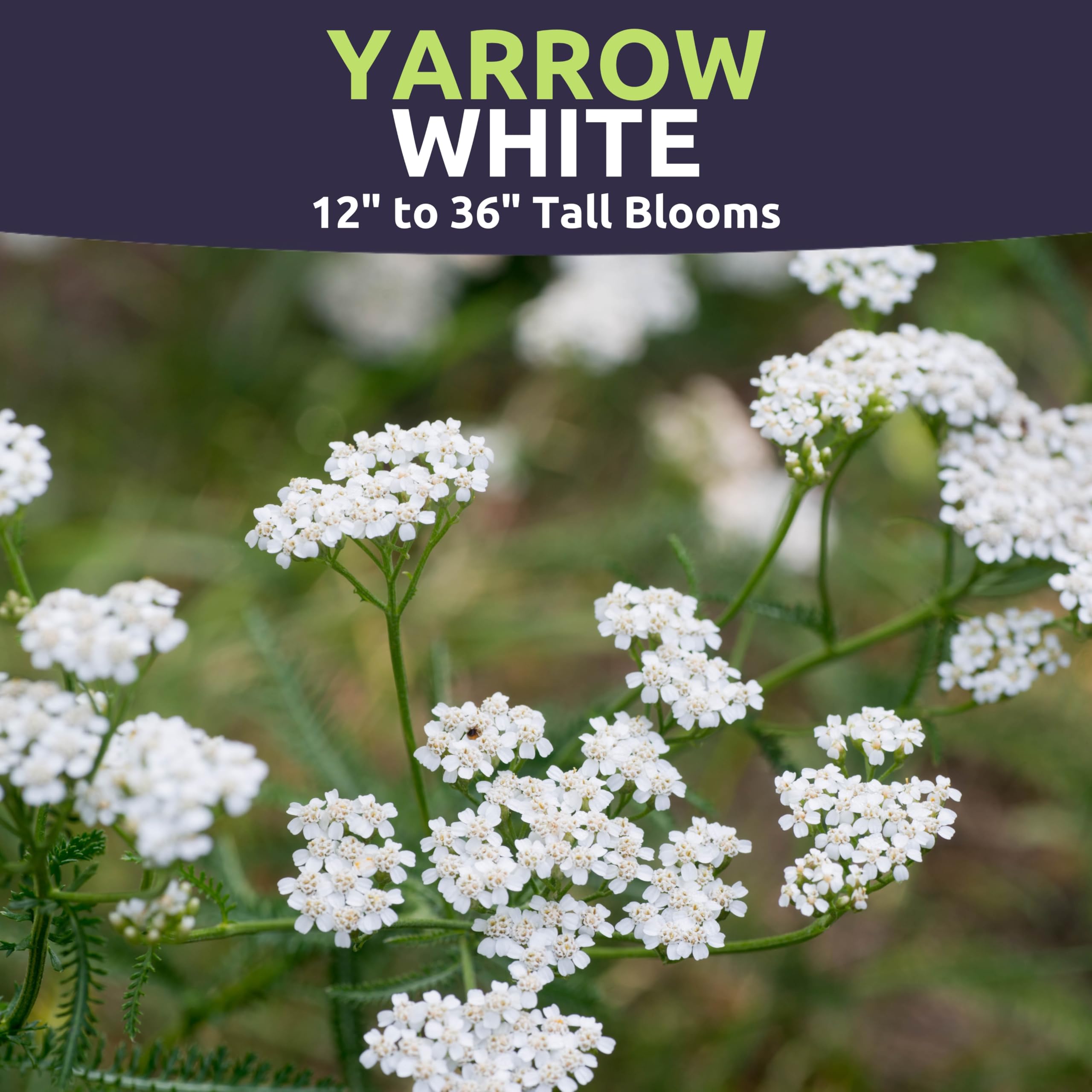 Sweet Yards Achillea millefolium white bloom close-up showing airy texture and drought tolerance.