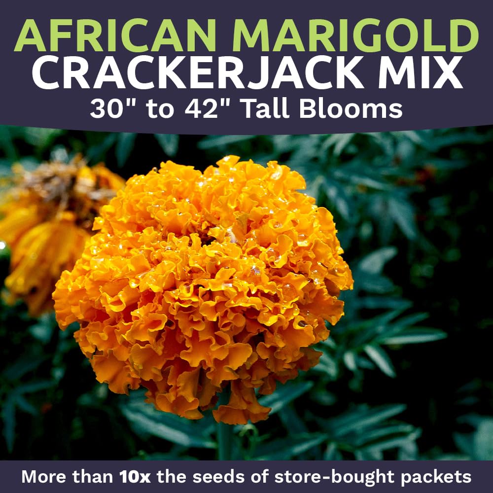 Sweet Yards Crackerjack 30 inch tall plant for dramatic height
