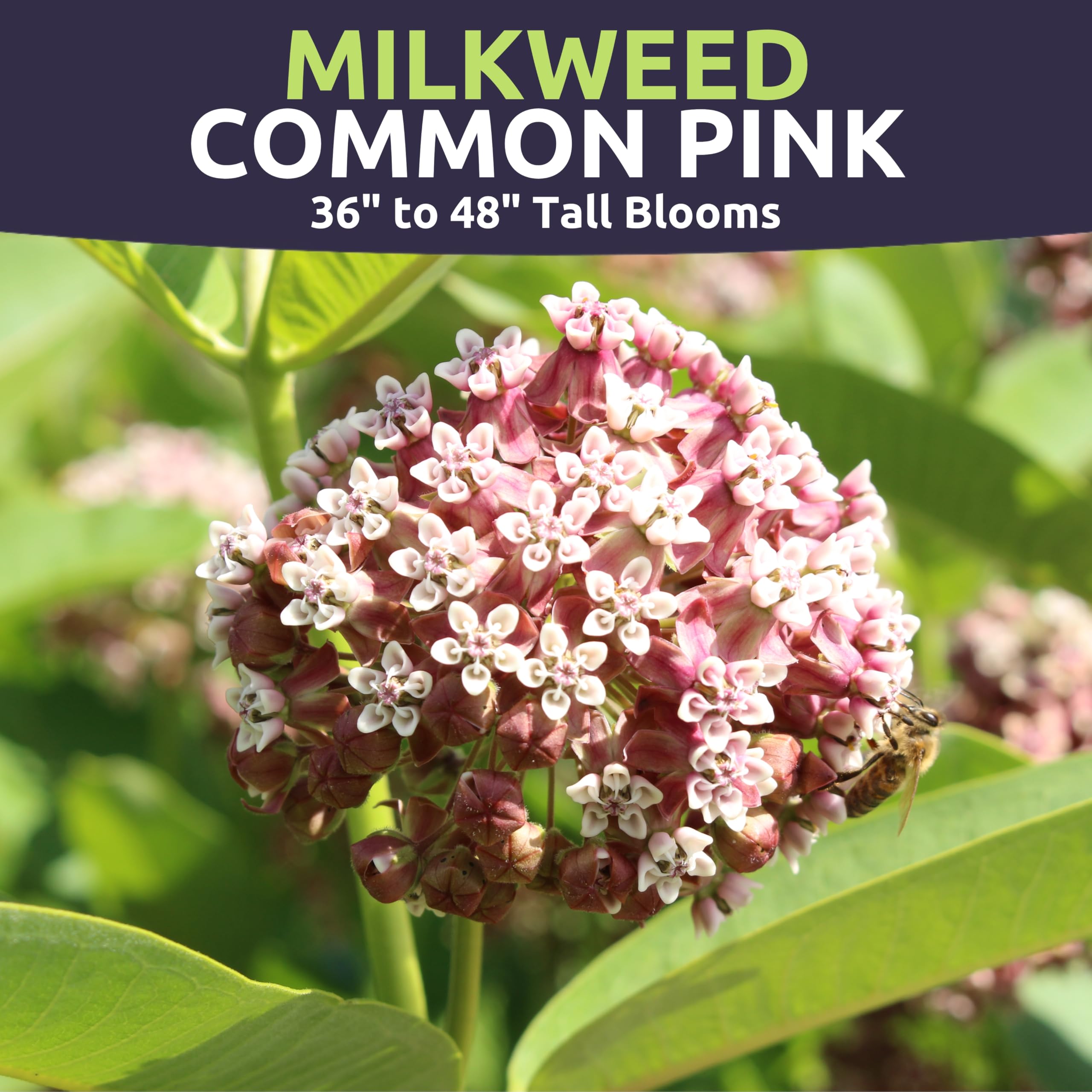 Sweet Yards Common Pink Milkweed blooms brighten borders with easy care.