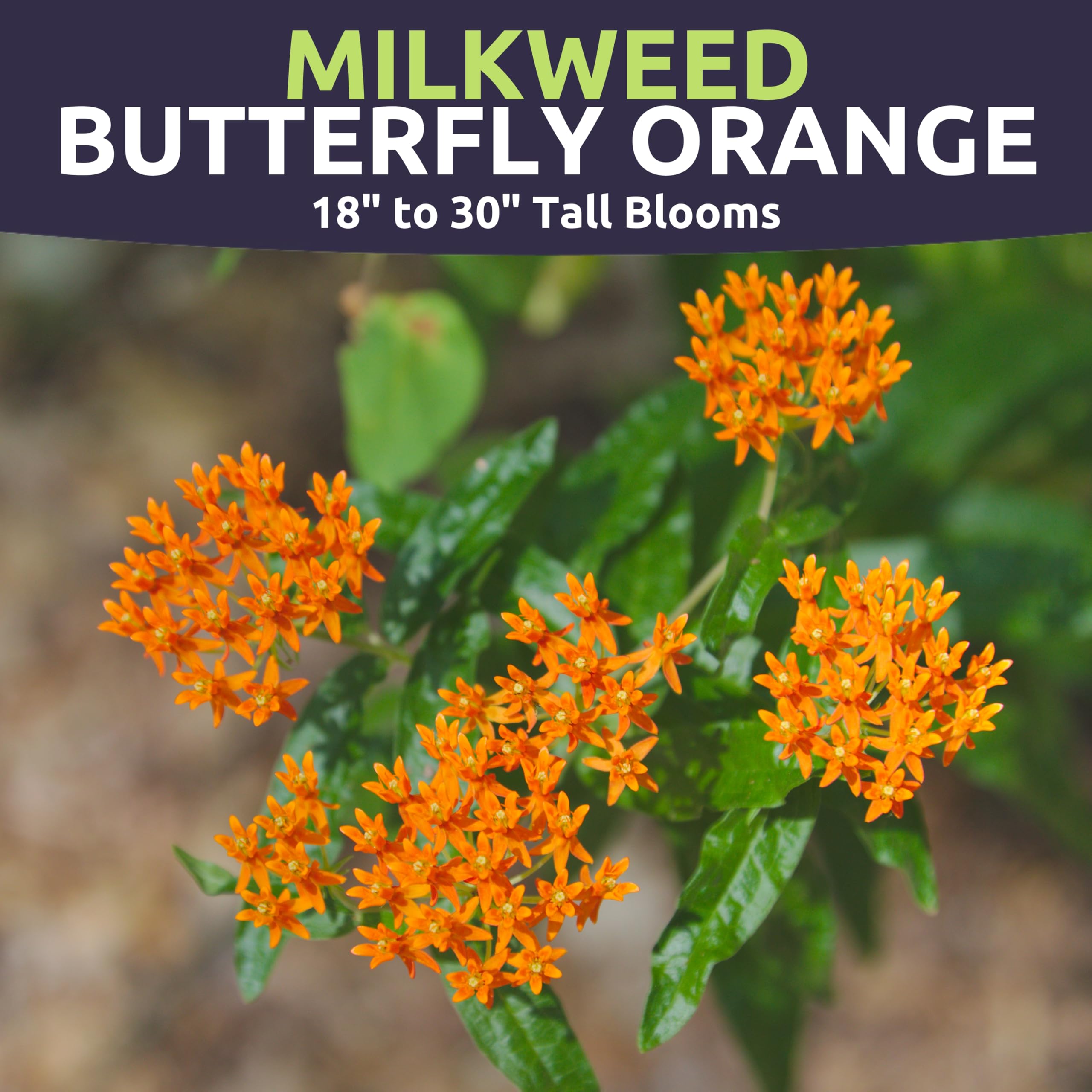 Sweet Yards Asclepias tuberosa blooms attract butterflies with bright orange flowers.