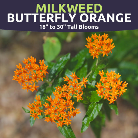 Sweet Yards Asclepias tuberosa blooms attract butterflies with bright orange flowers.