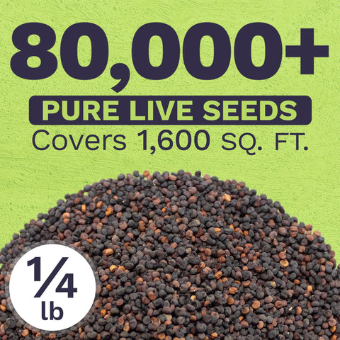 Open-pollinated seeds with high germination potential for quick white-flower display.