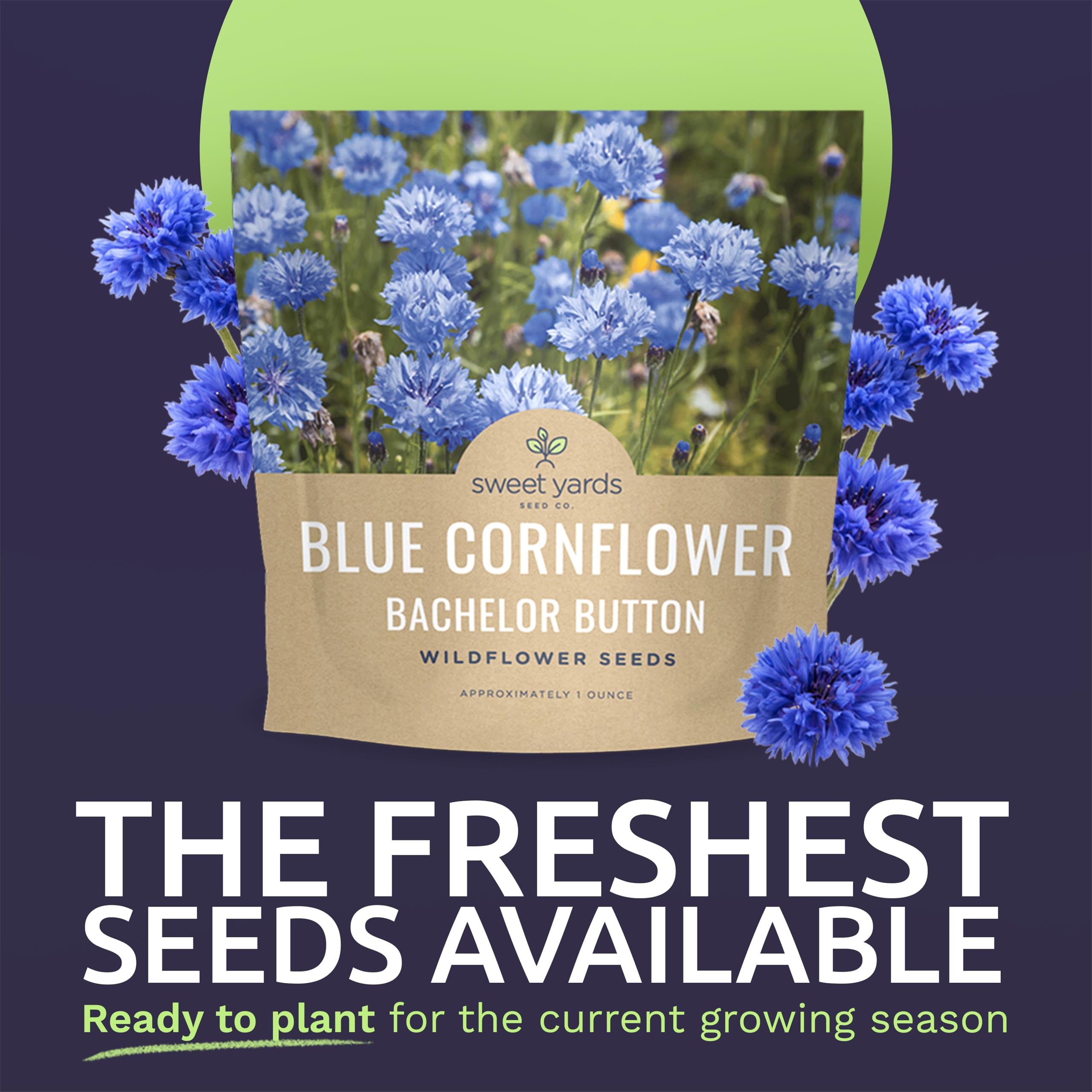 Sweet Yards Bachelor Buttons seeds ready to grow bright blue blooms.