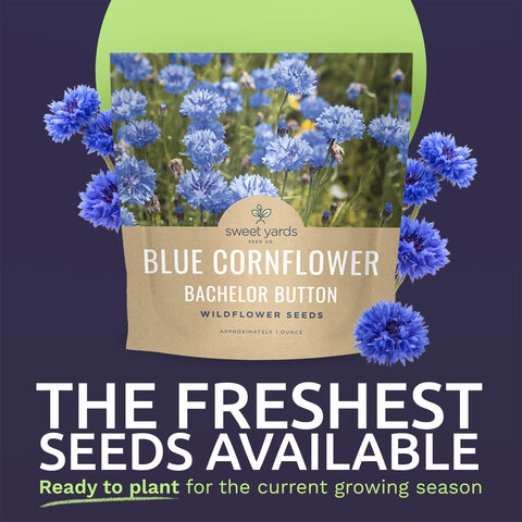 Sweet Yards Bachelor Buttons seeds ready to grow bright blue blooms.
