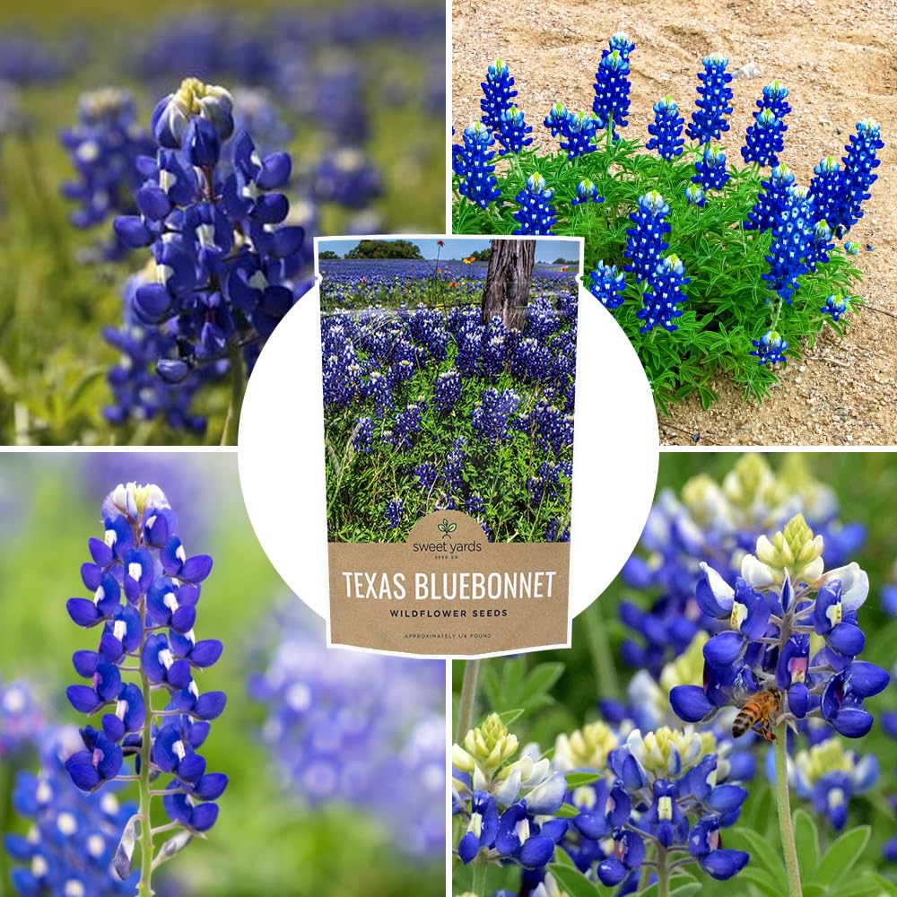 Sweet Yards bluebonnets attract beneficial insects in the landscape.