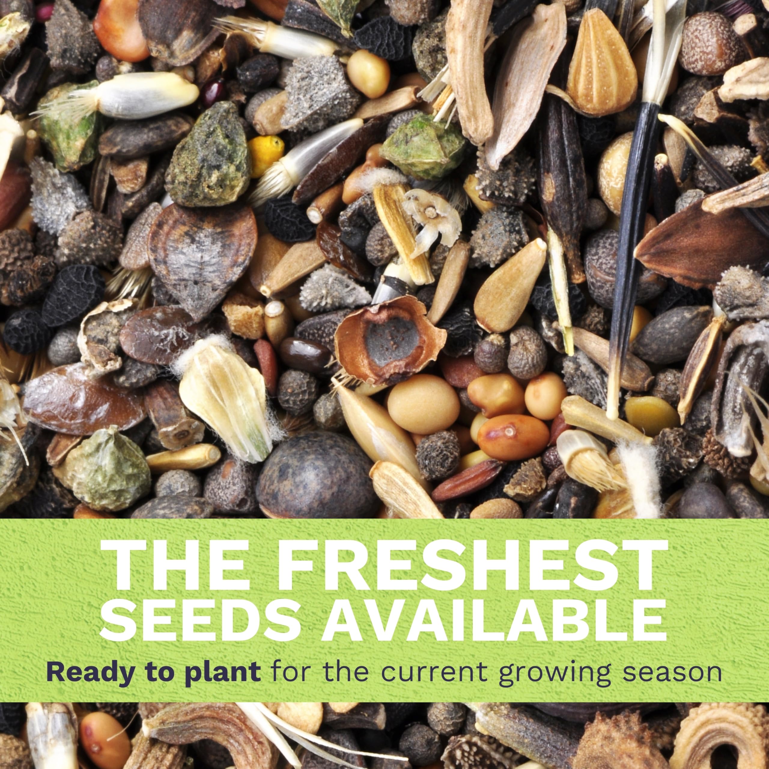 Sweet Yards Blood Flower Milkweed seeds deliver dramatic blooms for nectar sources