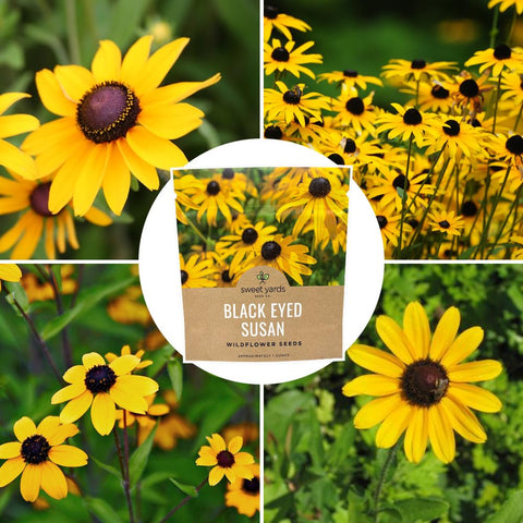 Sweet Yards blooms-in-waiting seeds promise a vivid late-summer display.