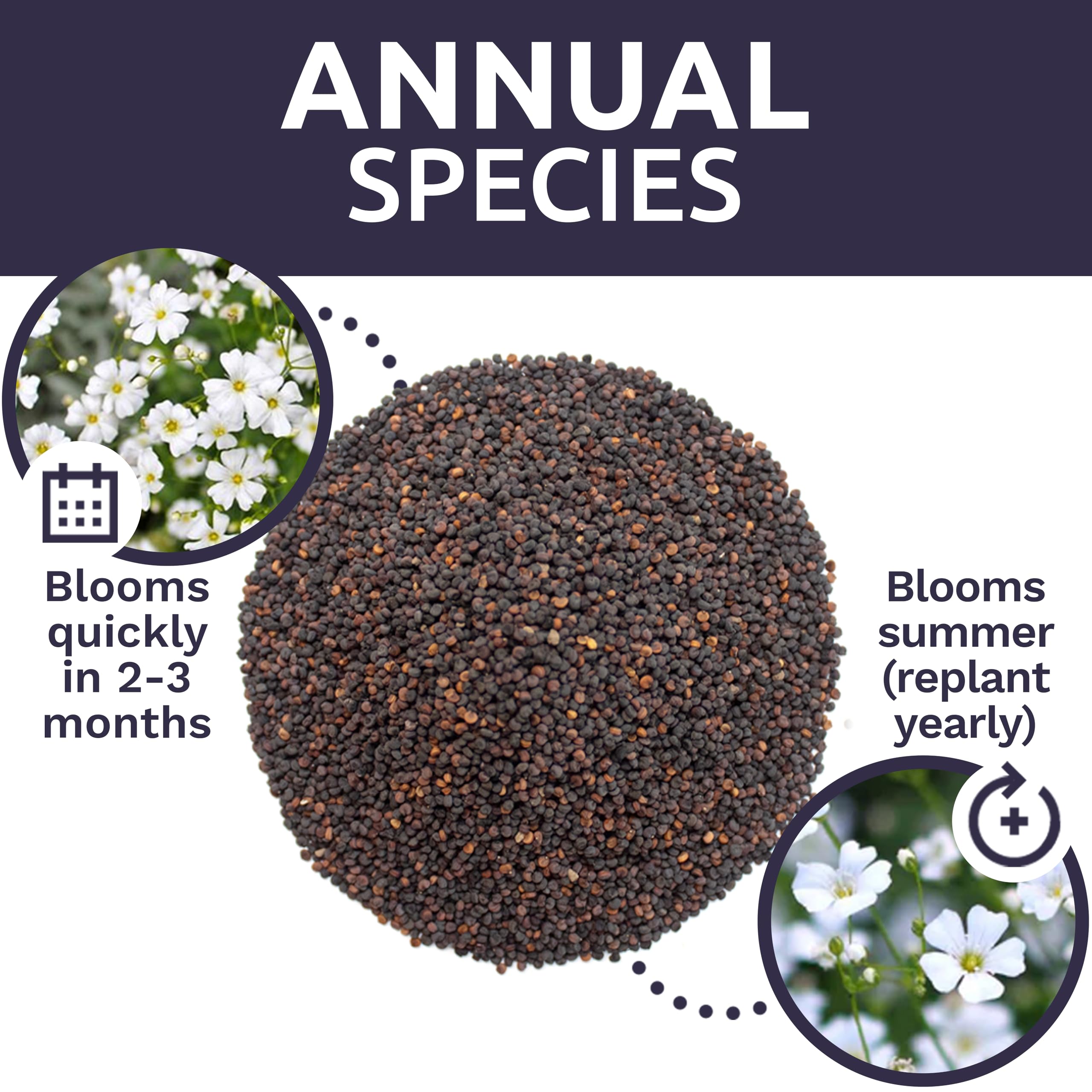 Long-lasting garden color with clusters of tiny white blossoms.