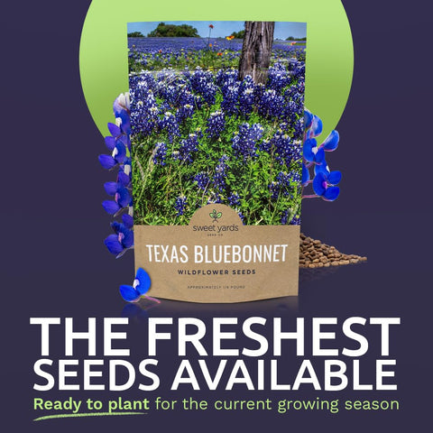 Sweet Yards bluebonnet seeds close-up showing seed quality for germination.