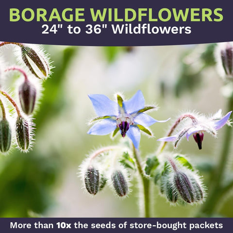 Sweet Yards Borage seeds blue blooms close-up for ornamental color.