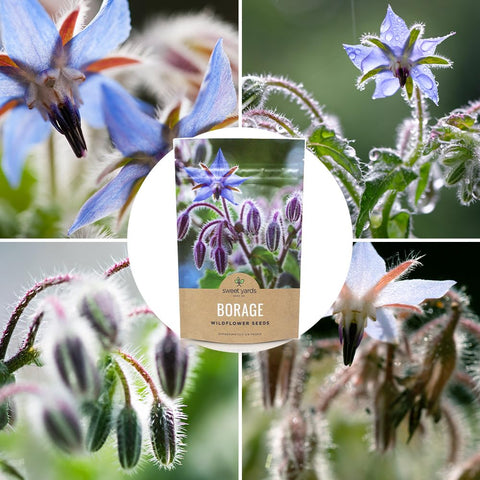 Sweet Yards Borage seeds bulk bag stored in kitchen for easy prep
