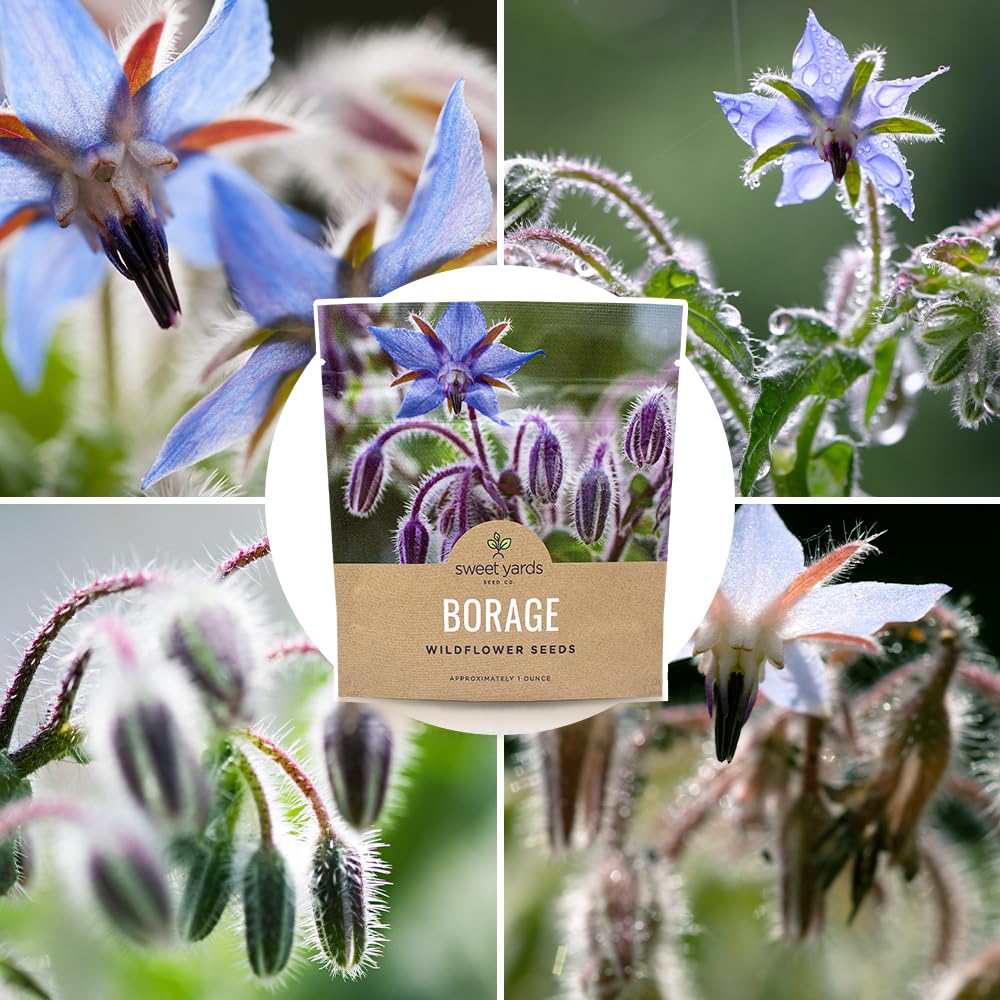 Sweet Yards Borage seeds 100 sq ft coverage demonstrated in field photo.