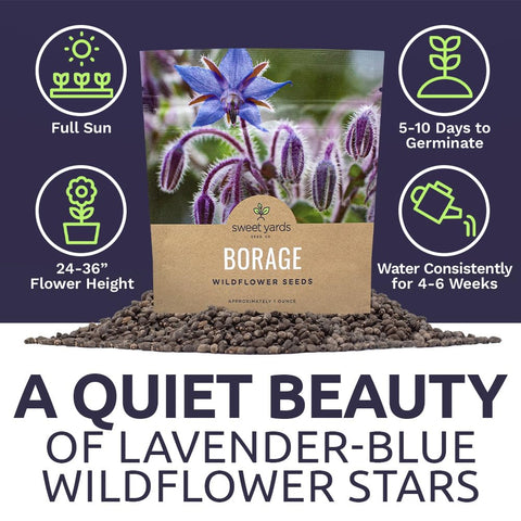 Sweet Yards Borage seeds edible blue flowers appear in weeks.