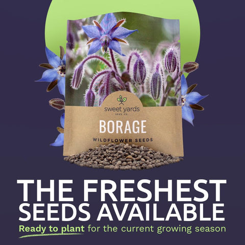 Sweet Yards Borage seeds germination test shows high germination potential.