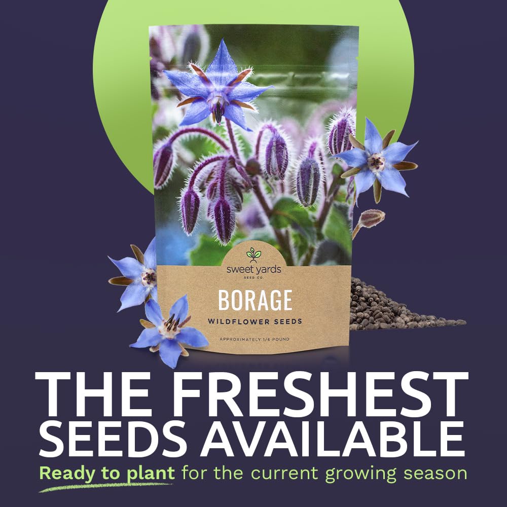 Sweet Yards Borage seeds open-pollinated closeup highlighting biodiversity benefits