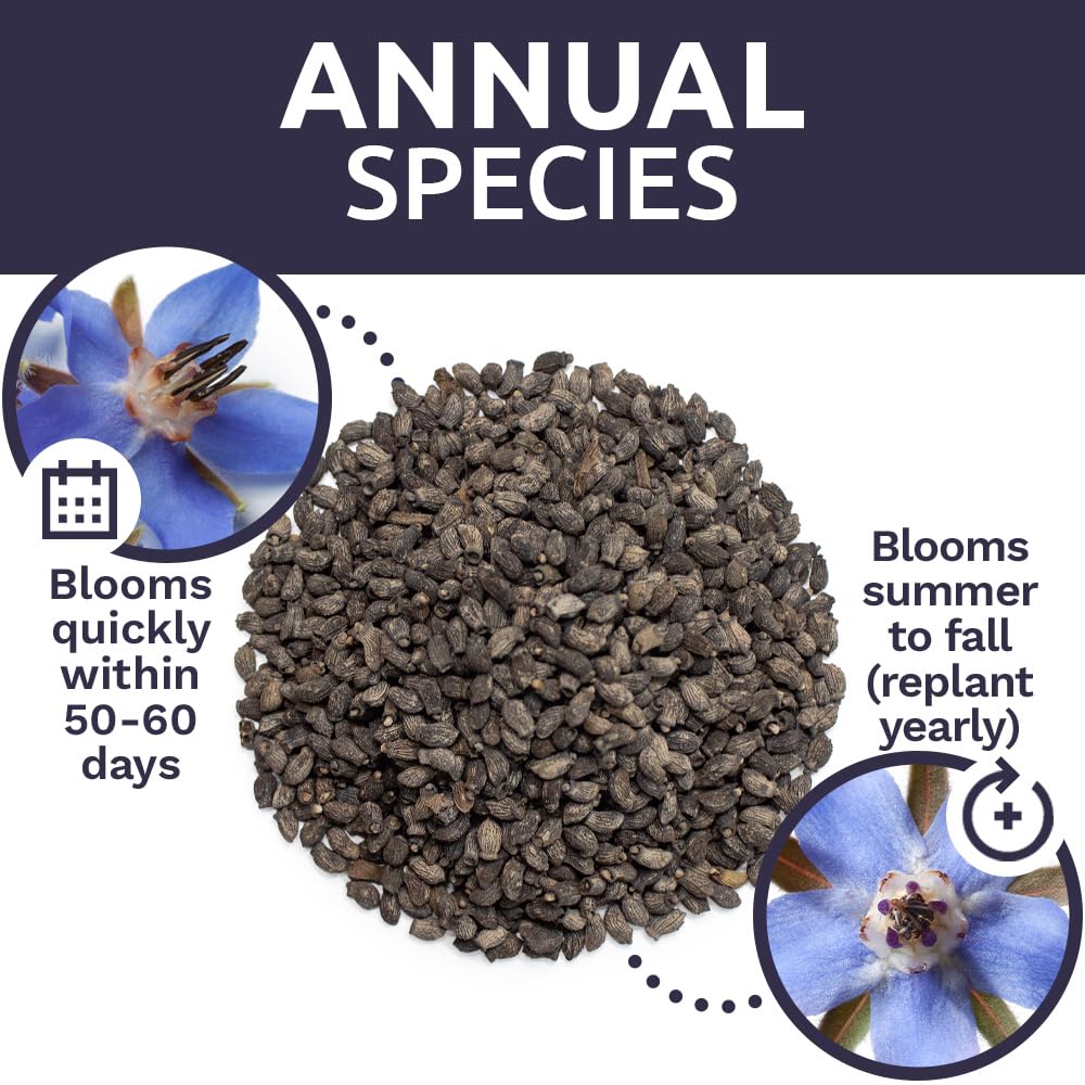 Sweet Yards Borage seeds attract pollinators in your garden