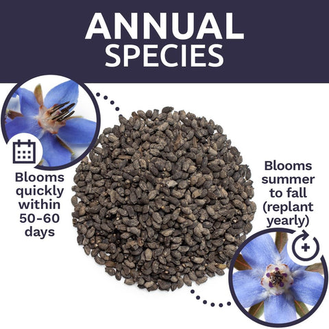 Sweet Yards Borage seeds attract pollinators in your garden