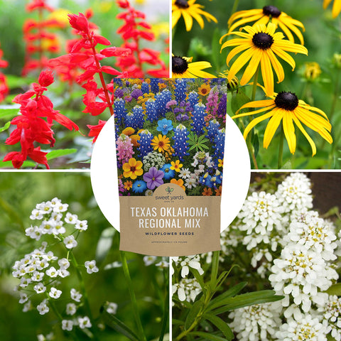 Sweet Yards seeds attract beneficial insects in the garden.