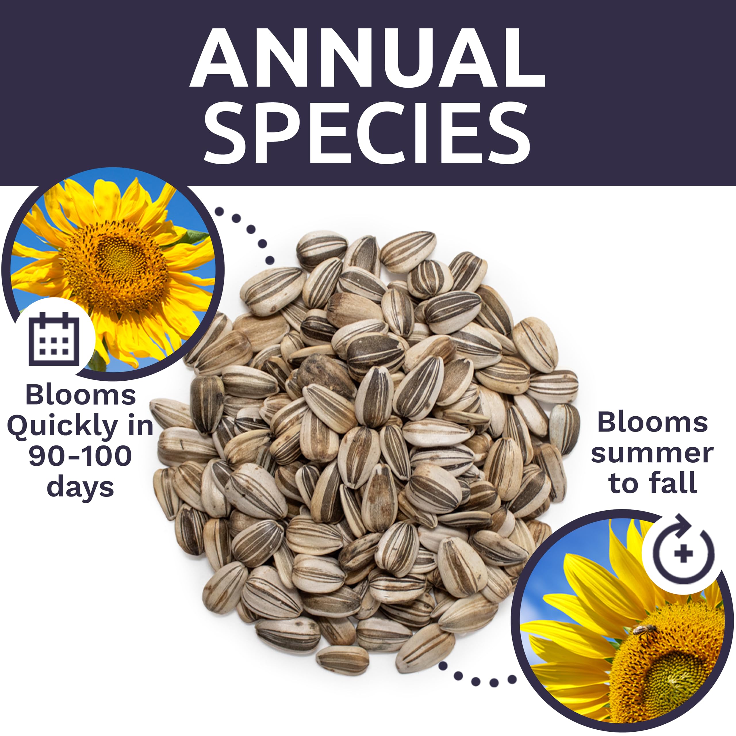 Bulk packaging of Sweet Yards sunflower seeds designed for sharing