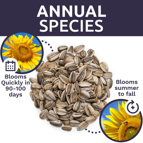 Bulk packaging of Sweet Yards sunflower seeds designed for sharing