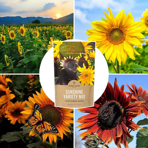 Sweet Yards bulk seeds cover large garden areas over 500 square feet.