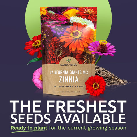 Sweet Yards zinnia seeds 12,000 seeds close-up for vibrant garden color