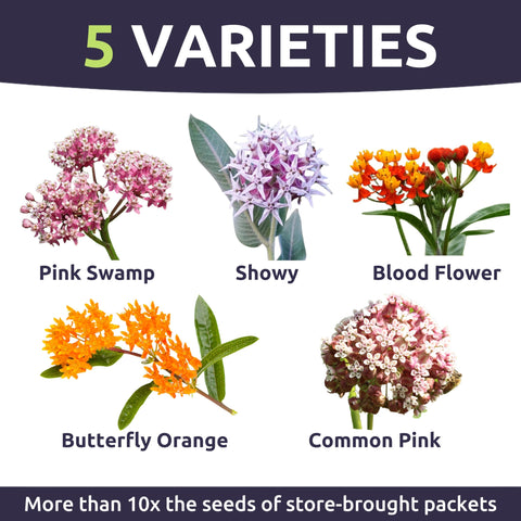 Sweet Yards Butterfly Orange Milkweed seeds for vibrant color and pollinator habitat