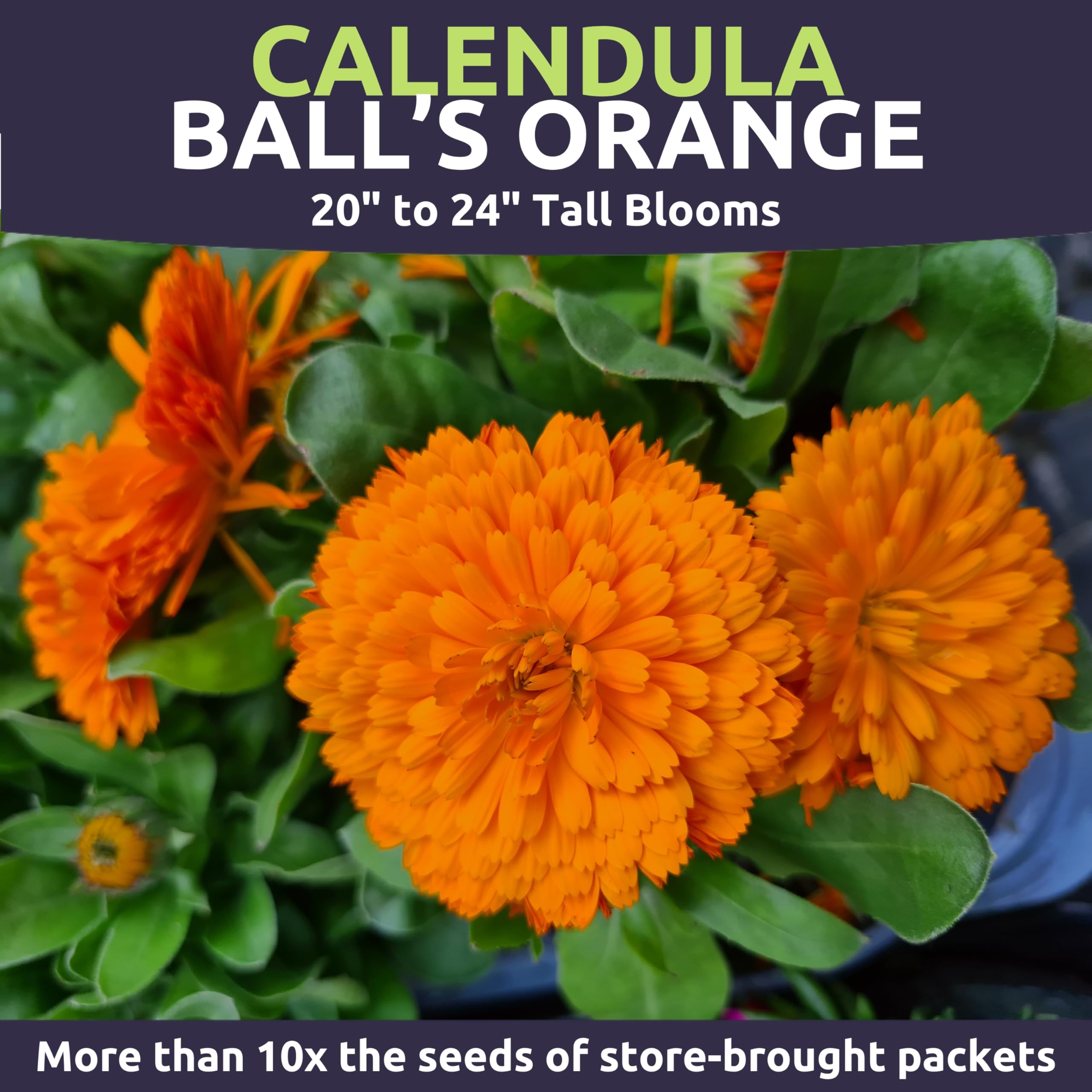 Sweet Yards Calendula Balls Orange border installation adds vibrant color to borders