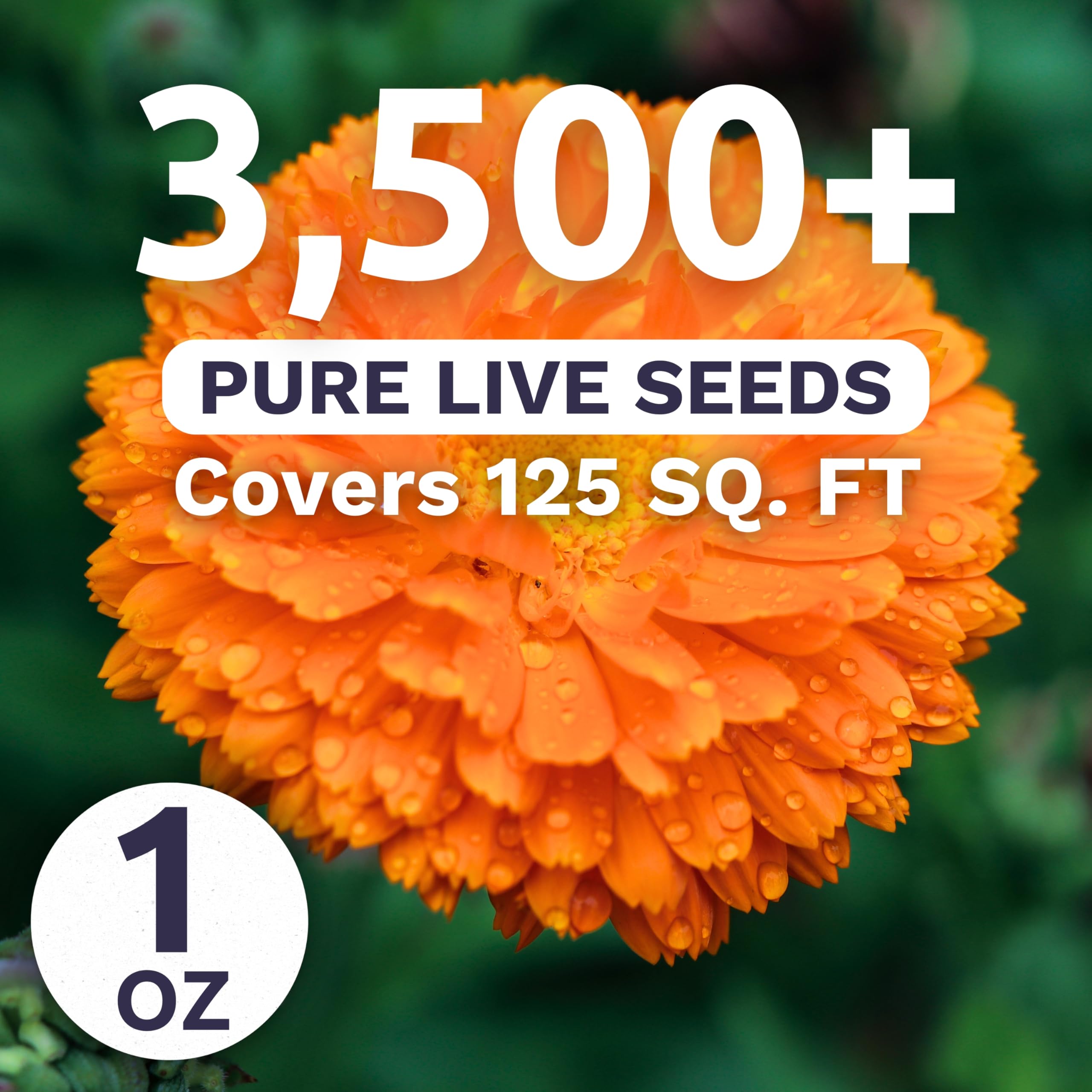 Sweet Yards Calendula Balls Orange flower bloom brightening garden beds