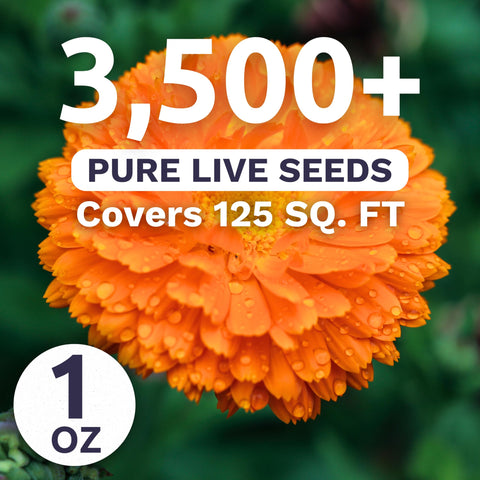 Sweet Yards Calendula Balls Orange flower bloom brightening garden beds