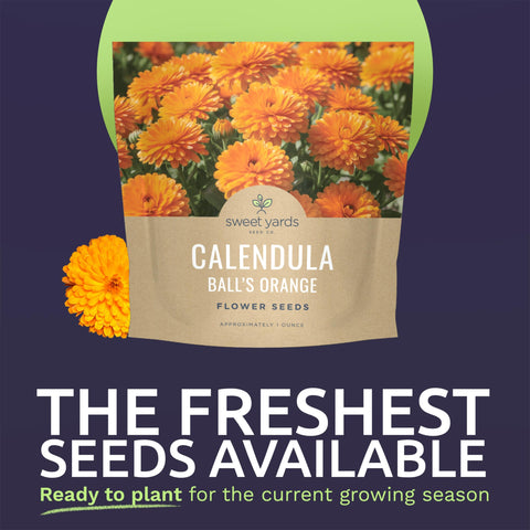 Sweet Yards Calendula Balls Orange seeds closeup showing dense orange blooms for garden color