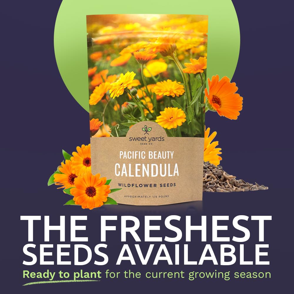 Sweet Yards Calendula Pacific Beauty Mix fresh seeds close-up, high germination potential for easy planting