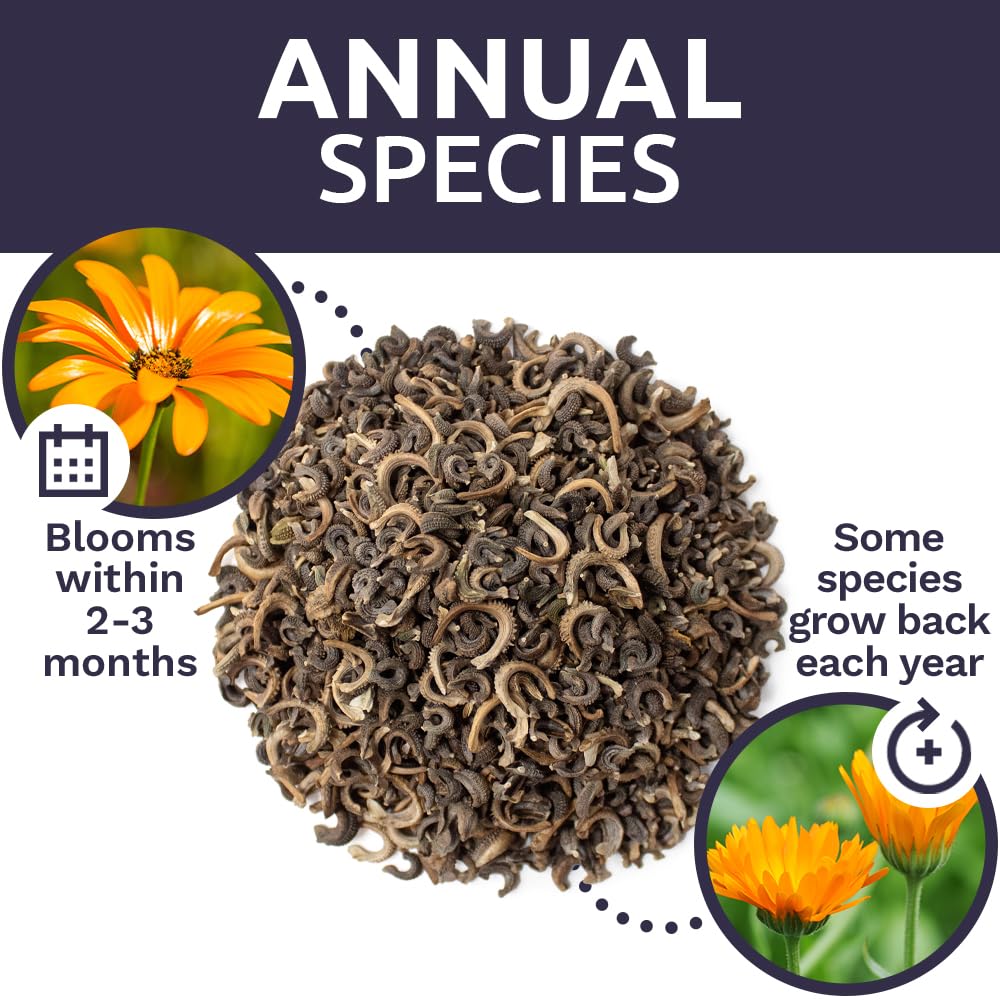Sweet Yards Calendula Pacific Beauty Mix covers up to 75 square feet