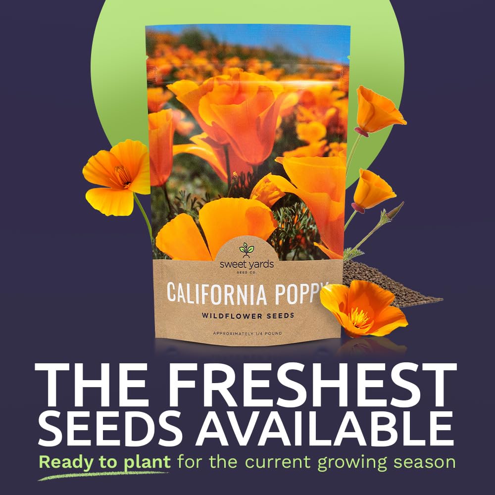 Sweet Yards California Orange Poppy seeds close-up shows vibrant petals and high germination potential.