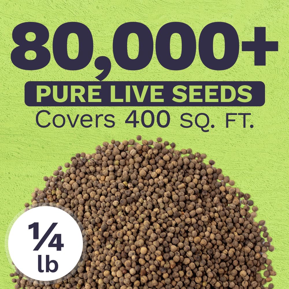Sweet Yards California Orange Poppy seeds in hand illustrate premium, ready-to-grow wildflower seeds.