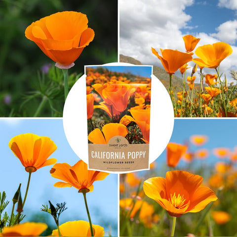 Sweet Yards California Orange Poppy seeds native USA origin emphasizes non-GMO, open-pollinated seeds.