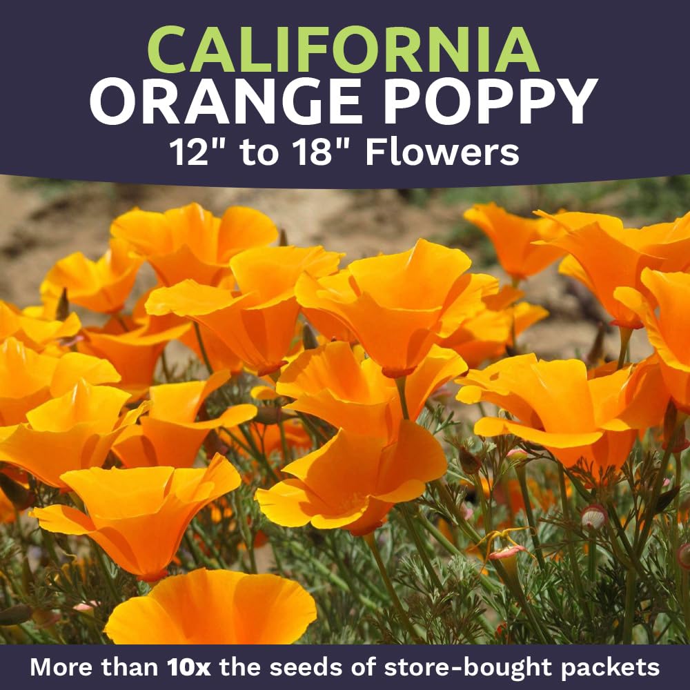 Sweet Yards California Orange Poppy seeds bulk packaging highlights resealable storage and easy gifting.