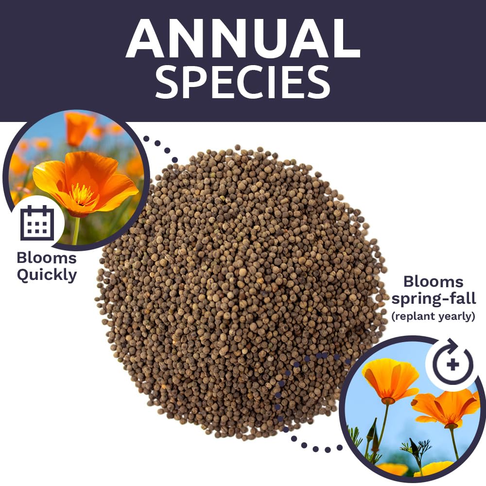 Sweet Yards California Orange Poppy seeds pollinator-friendly border filled with color.