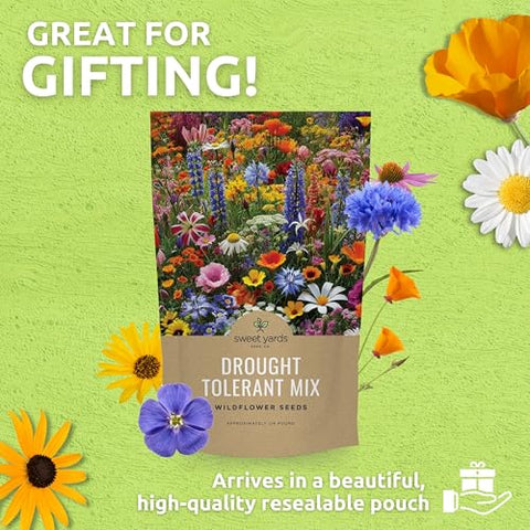 Sweet Yards california-poppy-eschscholzia-seeds brighten dry soil